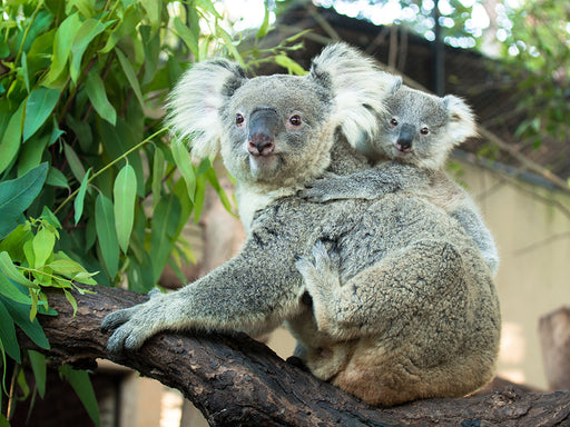 a mother Koala and her Joey sitting in a Eucalyptus tree
