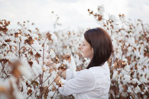 a woman harvesting cotton in a cotton field