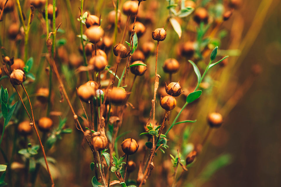 the common flax plant