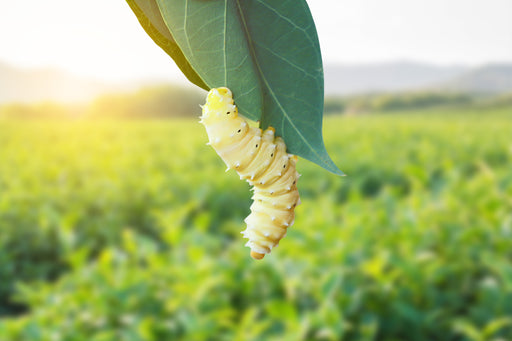 a silkworm eating a mulberry leaf