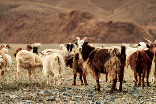 Kashmir goats in the mountains