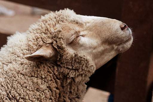 a wooly sheep with its eyes closed