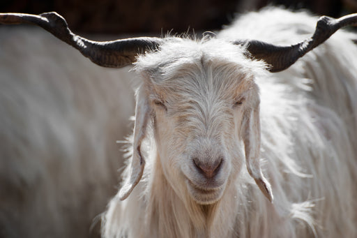 a Kashmir goat