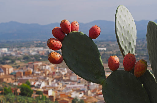 a nopal cactus growing on a hillside over a city