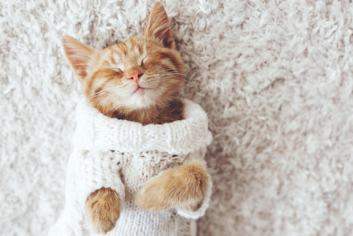 a gorgeous ginger kitten in a knitted coat