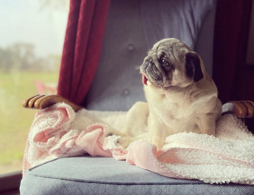 Dorothy the pug dog is one of Alicia’s greatest passions