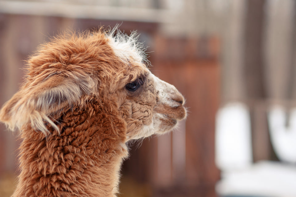 a red alpaca