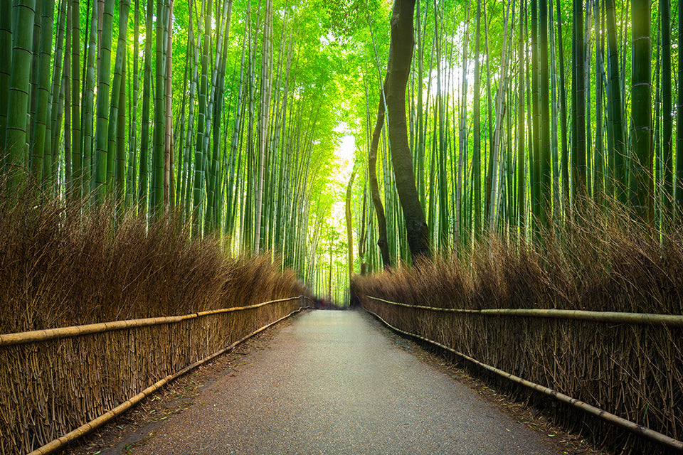 a bamboo forest