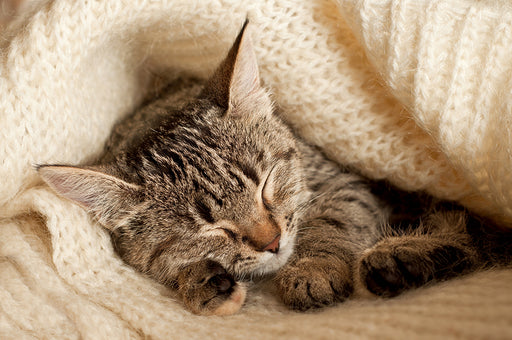 a gorgeous kitten curled up in a knitted wool blanket