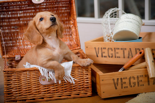 a gorgeous puppy in a wicker basket next to some wooden vegetable boxes