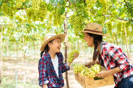 a mother and daughter dressed in check shirts, picking grapes in a vineyard