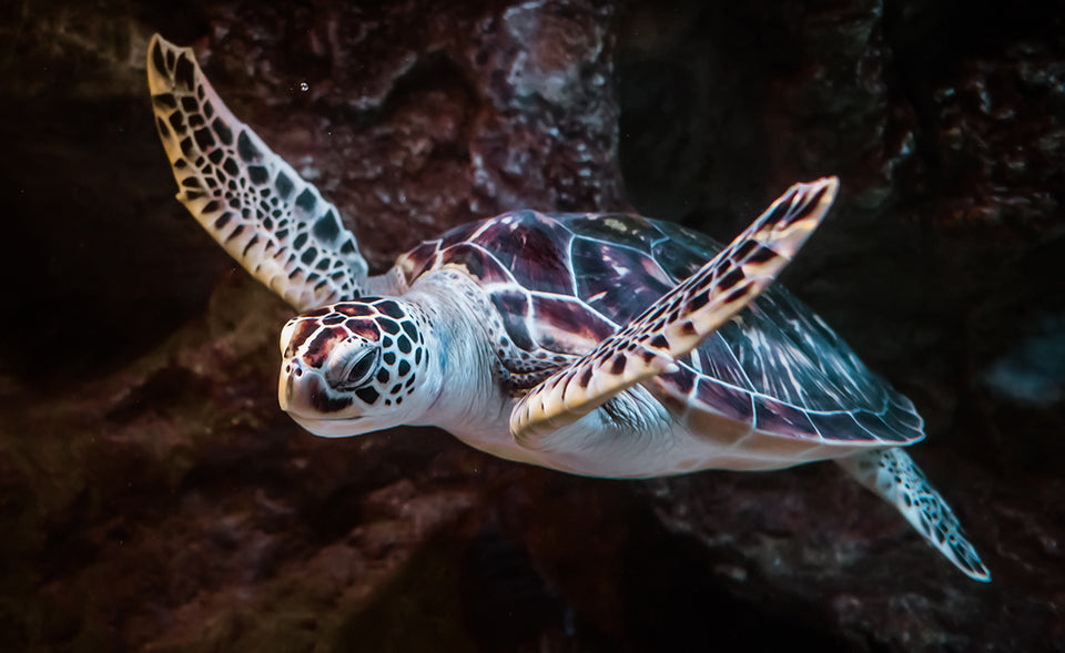 a sea turtle swimming in the water