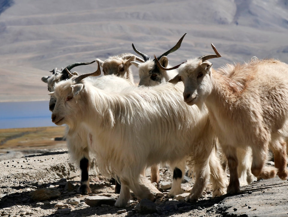 a herd of Kashmiri pashmina goats, the coats of which provide the soft cashmere fibers
