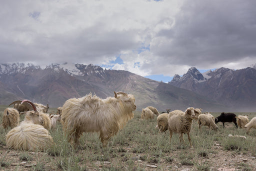 cashmere sheep