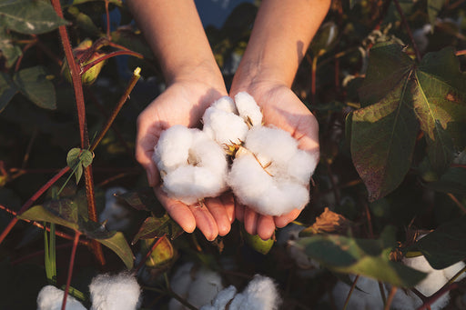 hands holding bolls of organic cotton freshly picked from the field
