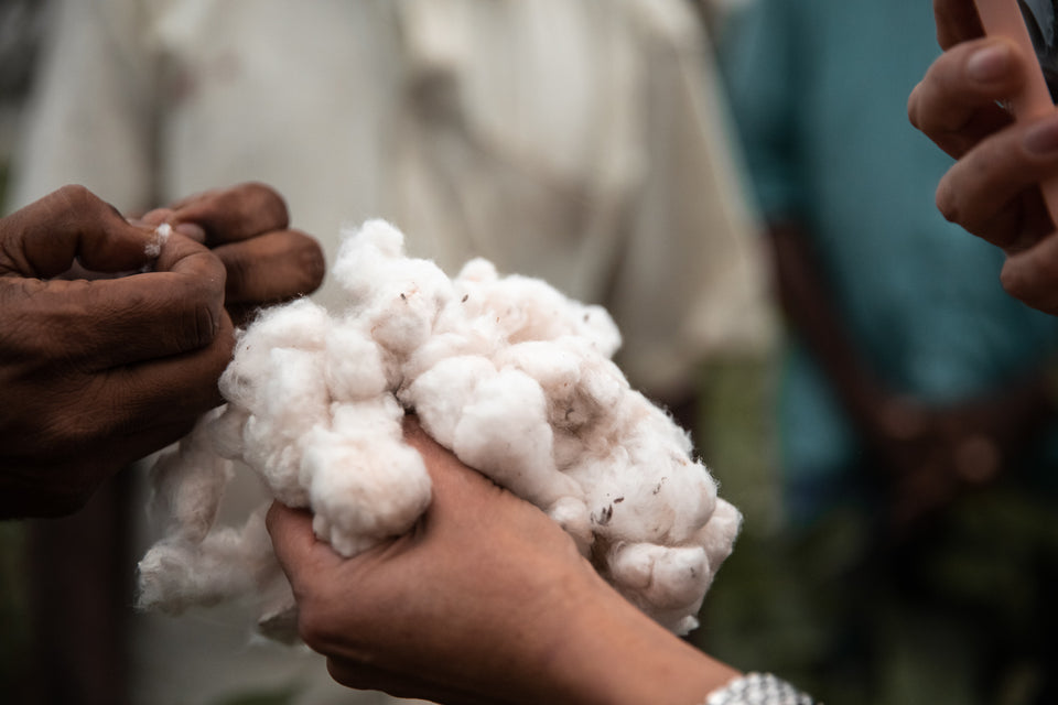 hands holding bolls of natural cotton just picked from the cotton plant