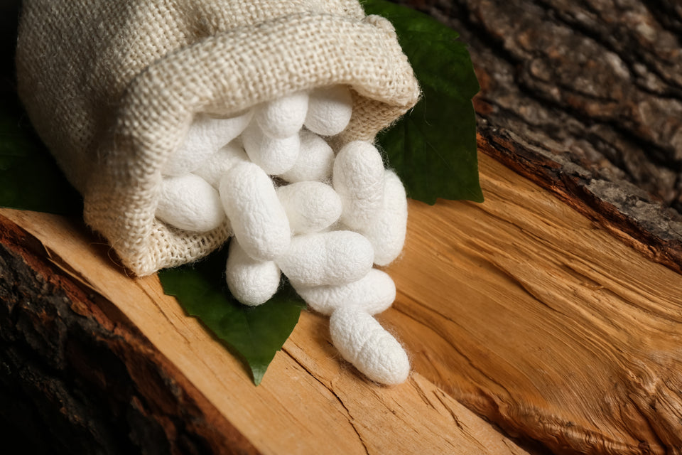 the cocoons of a mulberry silkworm